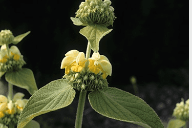 Des images de diff�rentes plantes